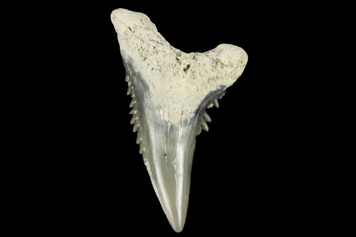 Snaggletooth Shark (Hemipristis) Tooth - Aurora, NC #180126